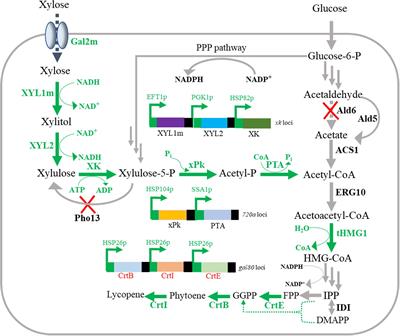 Metabolic Engineering of Saccharomyces cerevisiae for Enhanced Carotenoid Production From Xylose-Glucose Mixtures